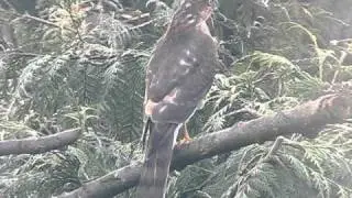 Sparrow Halk ~ Accipiter nisus ~ A top predator ! A British Bird of Prey UK