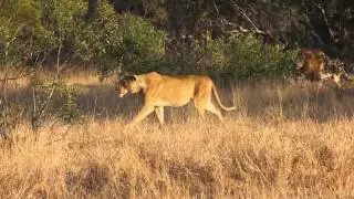 Lion stalking its prey