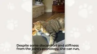 Tortie enjoying her PEMF treatment | Pain-free and relaxed