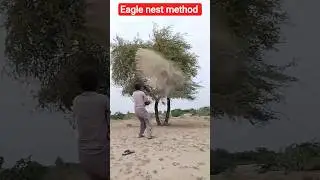 Eagle nest method hunting #nest #farming #agriculture #birdhunting