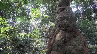 Chimpanzee Tool Use on Camera