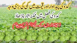 kadu farming || pumpkin farming in pakistan || Tunnel farming in pakistan