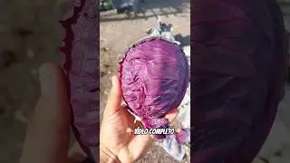 🥬🌱Cosecha de repollo morado🌱🥬 #repollo #col #agronomia #agricultura