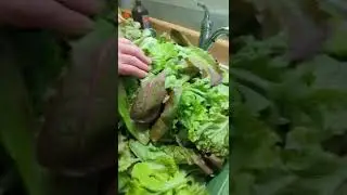 Chruncy, Crispy Sound of Fresh Organic Salad Mix. Winter Farming in Florida. Homestead Food Prepping