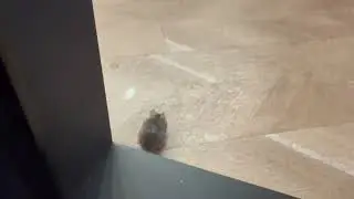 Mouse Runs Around Inside Dave & Buster's