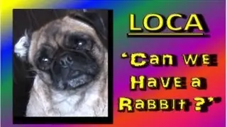Loca the Pug 'Can we have a rabbit?