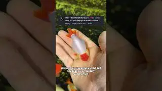 How to have CRYSTAL CLEAR water in your aquarium