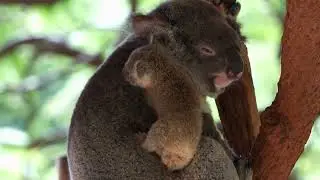 Aussie Animals Song for Kids | Learn Kangaroo, Koala, Wombat & Platypus - with lyrics