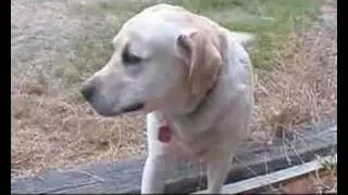Blitz the Dog