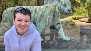 Rome zoo vlog. Italy vlog day 4 #rome #whitetiger #italia