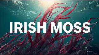 Irish Moss Explained: The Ancient Sea Plant Behind Modern Food and Wellness