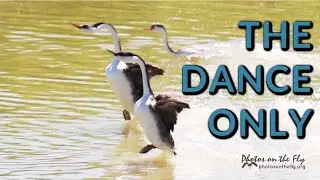 Western Grebe Dance Just the Birds