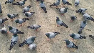 Green Screen Birds Group Of Pigeons