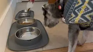 Forget to Brush Your Dogs Teeth? Use This Dog Dental Powder to Help!