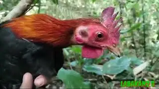 THE WILD CHICKEN PHILIPPINES