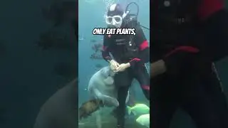 #1 Reason Why Manatees Die
