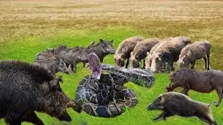 Snake King Cobra Anaconda Attack On Pig - Anaconda Vs Pig | Python get destroyed of wild boars