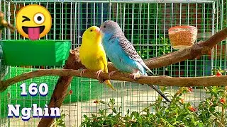 Làm Lồng Cho Chim Yến Phụng Đơn Giản Nhưng Cũng Khá Đẹp / Quế Nghịch