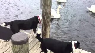Dog Files: Max & Remy: No Love Lost For The Swans