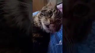 #manecoon