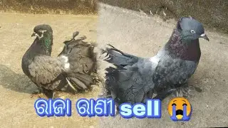 ରାଜା ରାଣୀ sell /#53/#viral #kabutar #pleasesubscribe