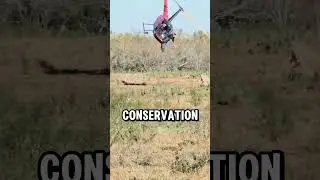 Helicopter Animal Rescue: Catching Herds with Net Guns (📸@justinjmeyer)