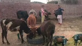 Desi cow and buffalo farm in village 🐂🐃 | adil charwaha