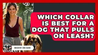 Which Collar Is Best For A Dog That Pulls On Leash? - Obedient Dog Guide