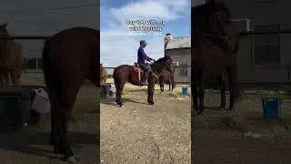 День 104 с моим диким Мустангом