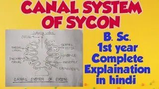 Canal system of sycom ( complete Explaination in hindi)