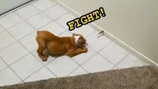 Funny Dogs and Puppies 🐶 vs. Door Stops (2020)