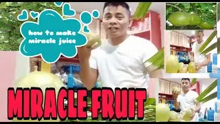 #miraclefruitjuice#calabashjuice  HOW TO MAKE MIRACLE FRUIT JUICE | CALABASH JUICE | HERBAL DETOX