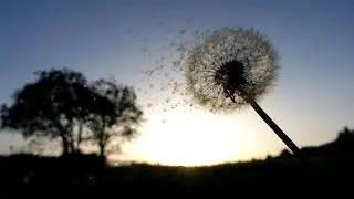 Academic Achievement [CREATIVE READING] MENTAL CLARITY | Study Music - ASMR