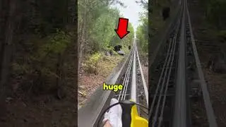 Bear Rollercoaster 🐻😱