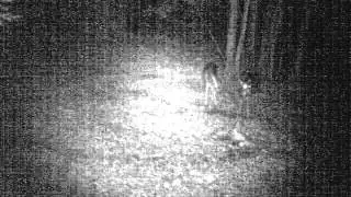 Funny Deer TrailCam Video