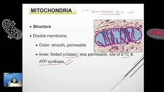 Cellular Respiration Overview & Mitochondria Structure | ATP Energy from Glucose | IGCSE| IB Biology
