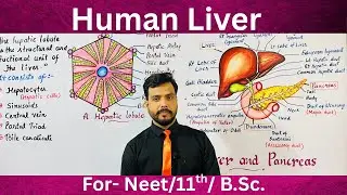 Liver,morphology,anatomy & physiology in Hindi (Lobes,Segments,Kupffer cell, Hepatocytes,Function)