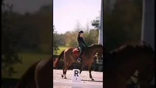 Counting stars💫 #shorts #youtubeshorts #youtube #subscribe #music #horse #trend #trending #pet #pop