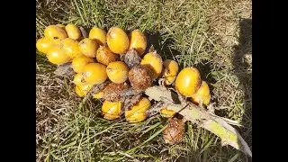 BANANINHA do MATO; ou: Gravatá, Caraguatá, Croatá. A planta MULTIFUNCIONAL!!!