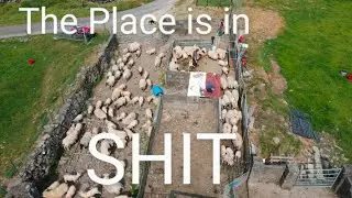 The Farm is in Shit, Sheep farming, #sheep #farm #farmlife #lambing #lambs #animal  #shepherd