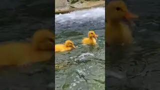 duck❣️#duck #ducks #duckhunting #pato #quack  #ducklove #birdsofinstagram #mallard #ducklings