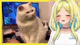 MIAAOOO! Nyoom Reacts to Cat Videos