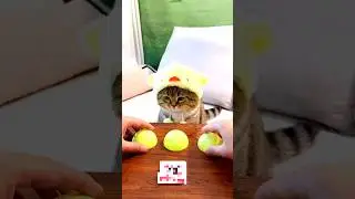 Cute Cat Tries the Egg Guessing Game 🐱😂 | Watch Till End