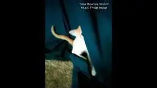 THEA Theodore VanCatt the MONSTER in the CURTAIN! part 1 - Kitten Playing in Curtains!