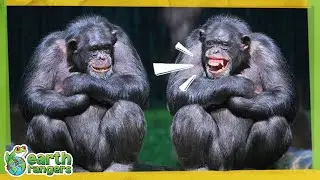 MORE Pun-tastic Animal Puns! | Earth Rangers