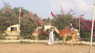 Camel Ride#Beautiful experience#North Sidra farm#Doha#Qatar