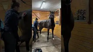 Funny horse❤️❤️#horse#funny#fyp