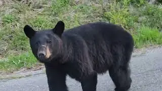 Bear near the camp, coming towards the car, Grizzly Bear, at Banff Jasper National Park