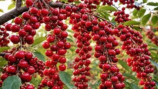 How Acerola Cherry Is Grown — From Planting to an Abundant Harvest  Calm Farming Documentary