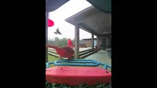 Have y&rsquo;all ever heard a #cardinal squawk like that?!? #birdbuddy